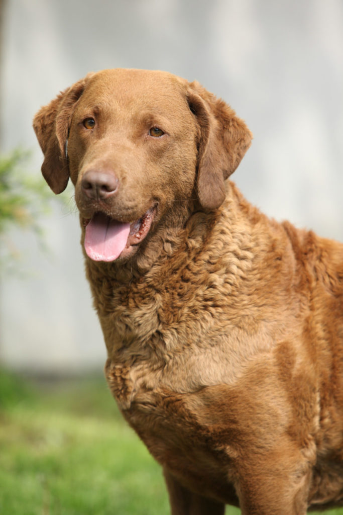 Chesapeake Bay retriever.