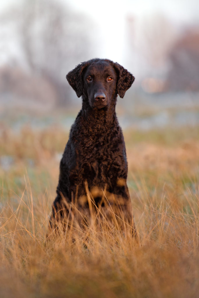 Curly-coated retriever.