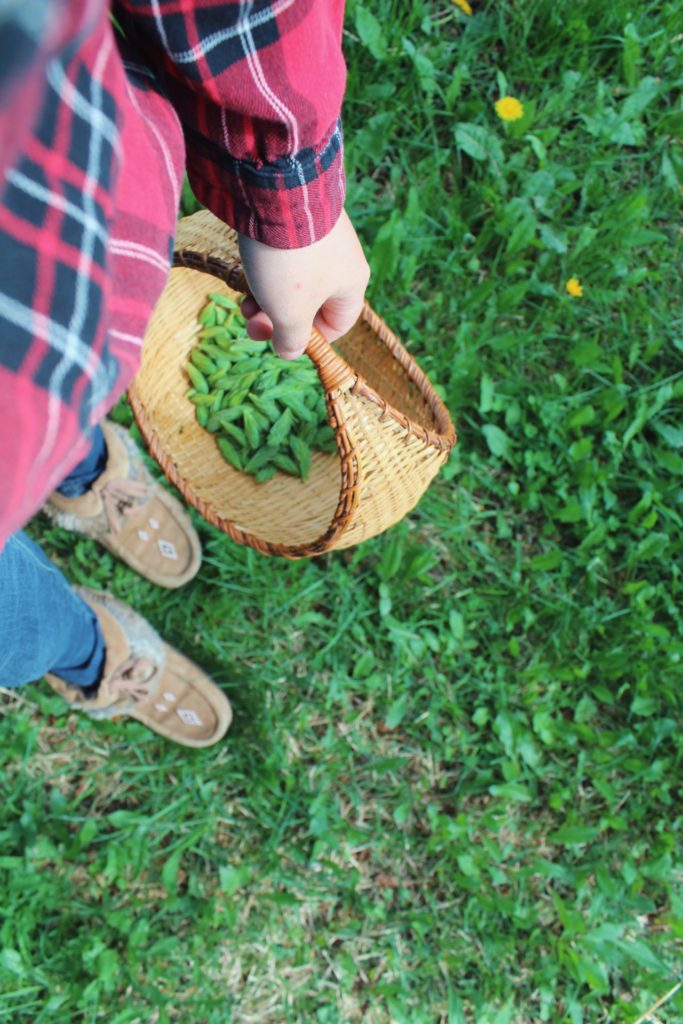 Basket of spruce tips. Credit: Raeanne O’Meara.