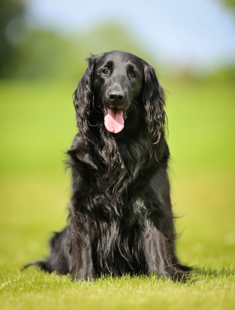 Flat-coated retriever.