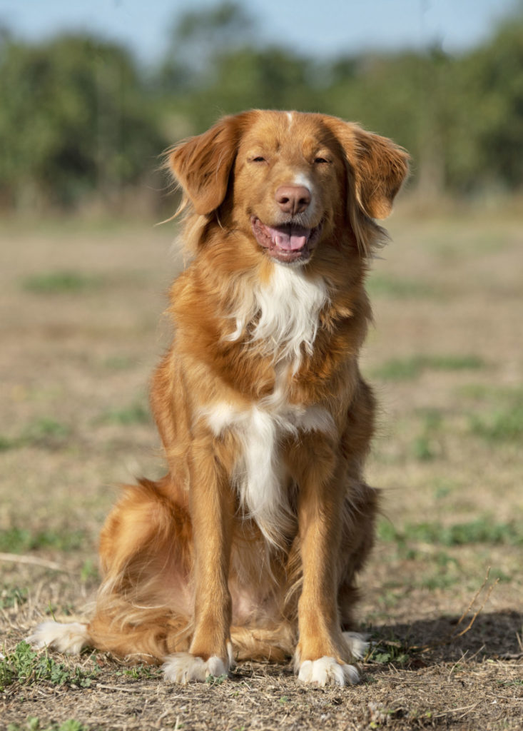 Nova Scotia duck tolling retriever.