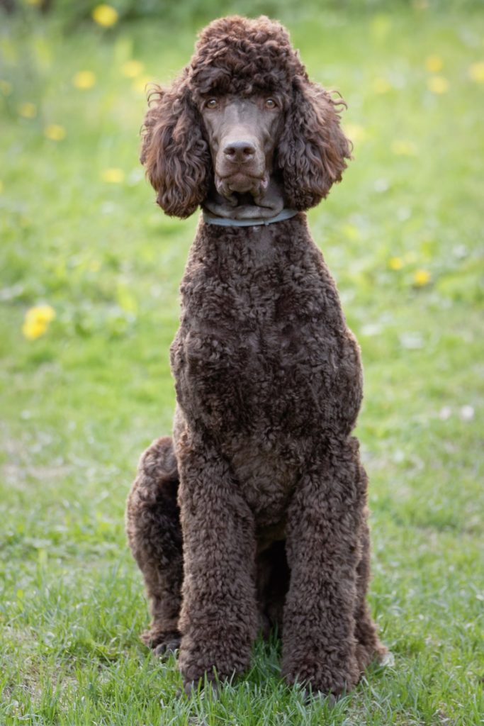 Standard Poodle