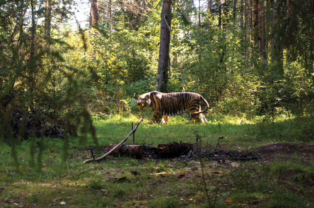 Rangefinder sights are a great advantage in 3D competitions, as shown, as well as hunting.