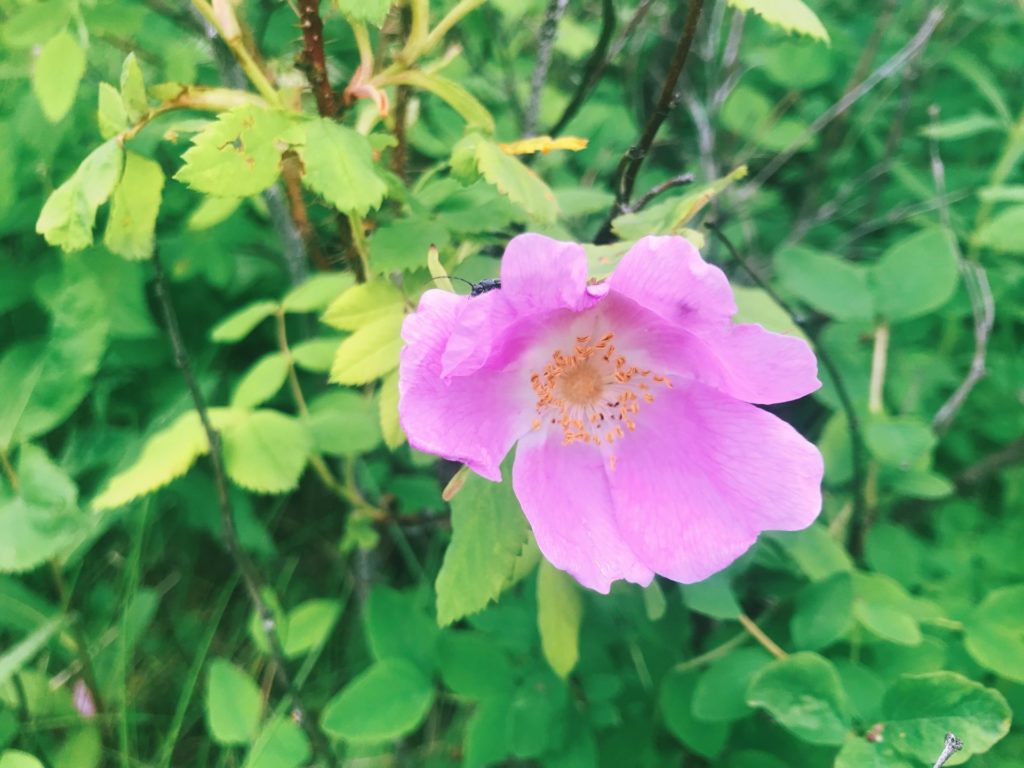 Prickly rose. Photo by Raeanne O’Meara.