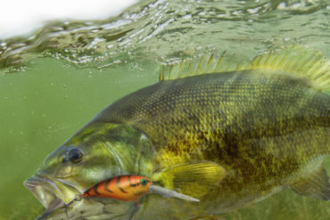 Smallmouth Bass. Photo by Zweizug/Dreamstime.com.