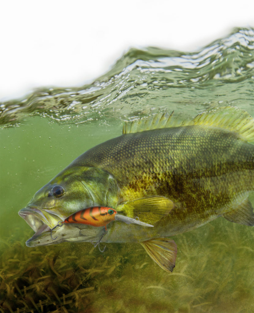 Smallmouth Bass. Photo by Zweizug/Dreamstime.com.