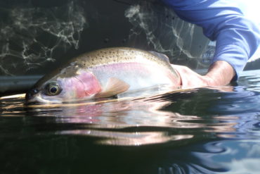 BC’s interior lakes are a fisherman’s haven. Do your best to make the most of a day on the water.