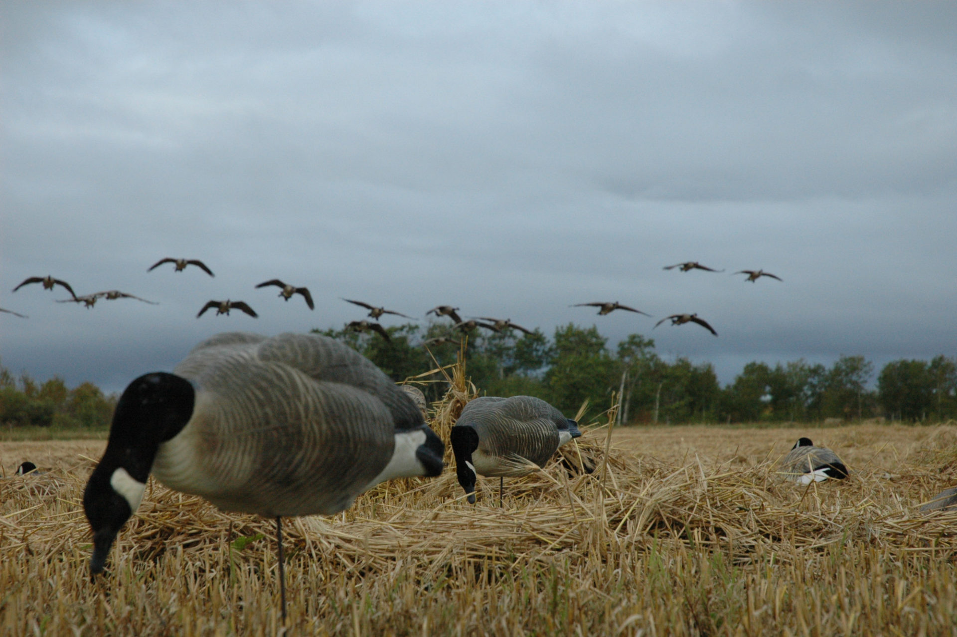 The Beretta A400 Xtreme Plus would be a perfect fit for this goose hunt.