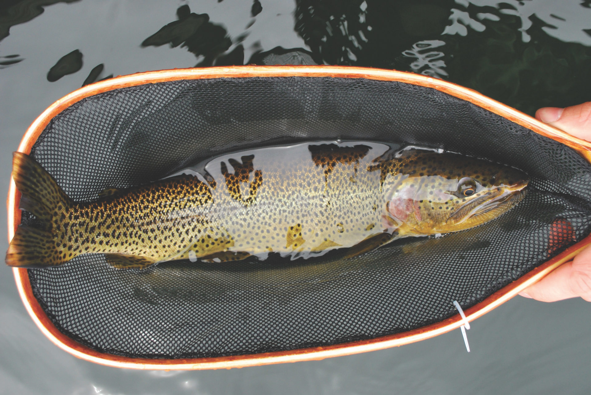 Fishing in the exact opposite direction of what is going on and using larger, heavily movement-based patterns and stripping them very quickly can also provide some very exciting results, and bone-jarring strikes. Photo by David Webb/Dreamstime.com