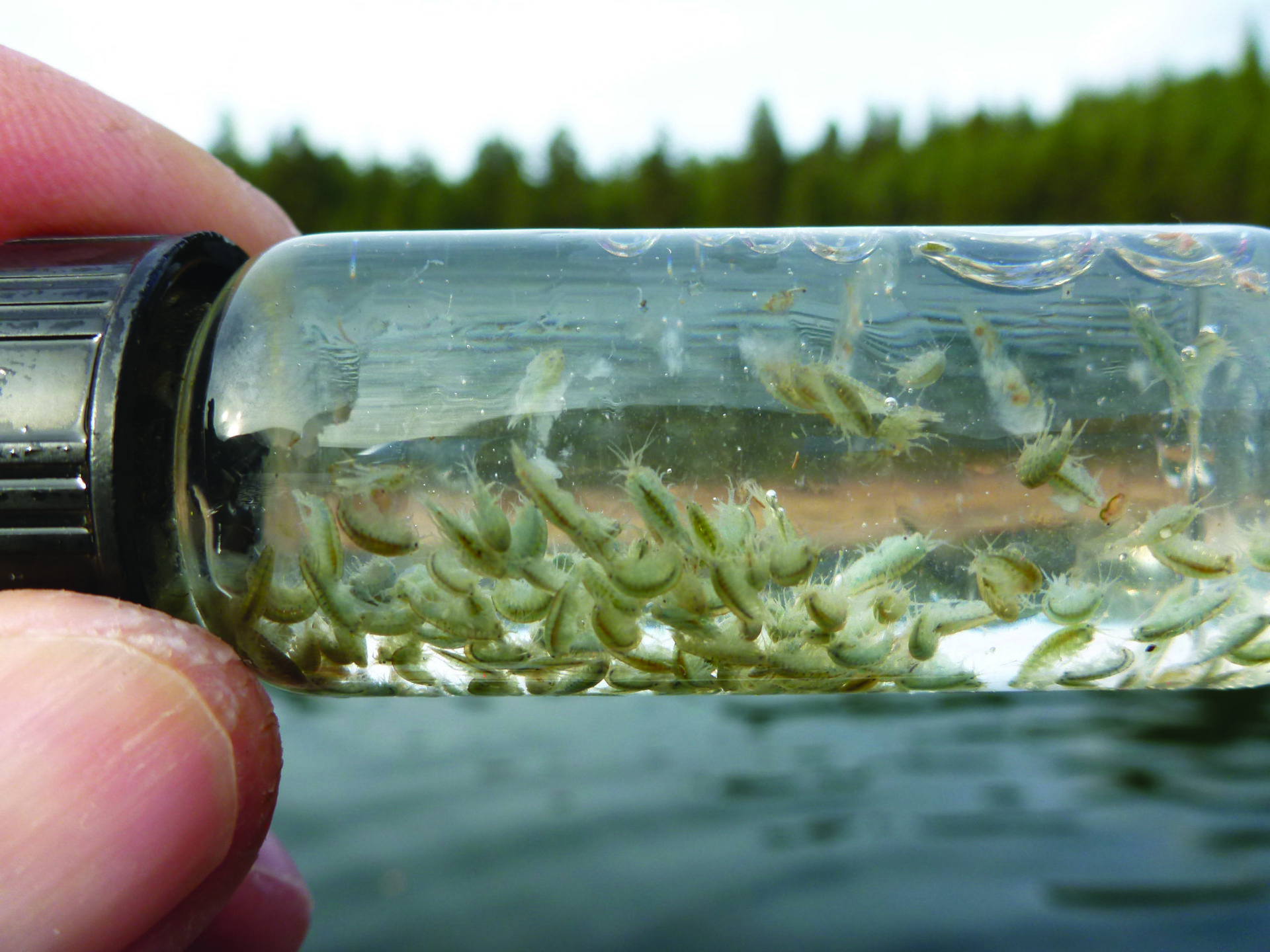 Pictured is a sample taken from a throat pump, showing several shrimp. When your fly will be competing against thousands of the real deal, sometimes it’s helpful to go against the grain to entice a strike. Shrimp, Photo by Brian Chan.