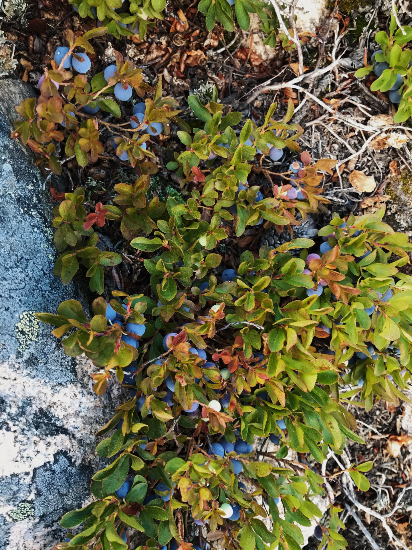 Dwarf Blueberry. Credit: Raeanne O’Meara.