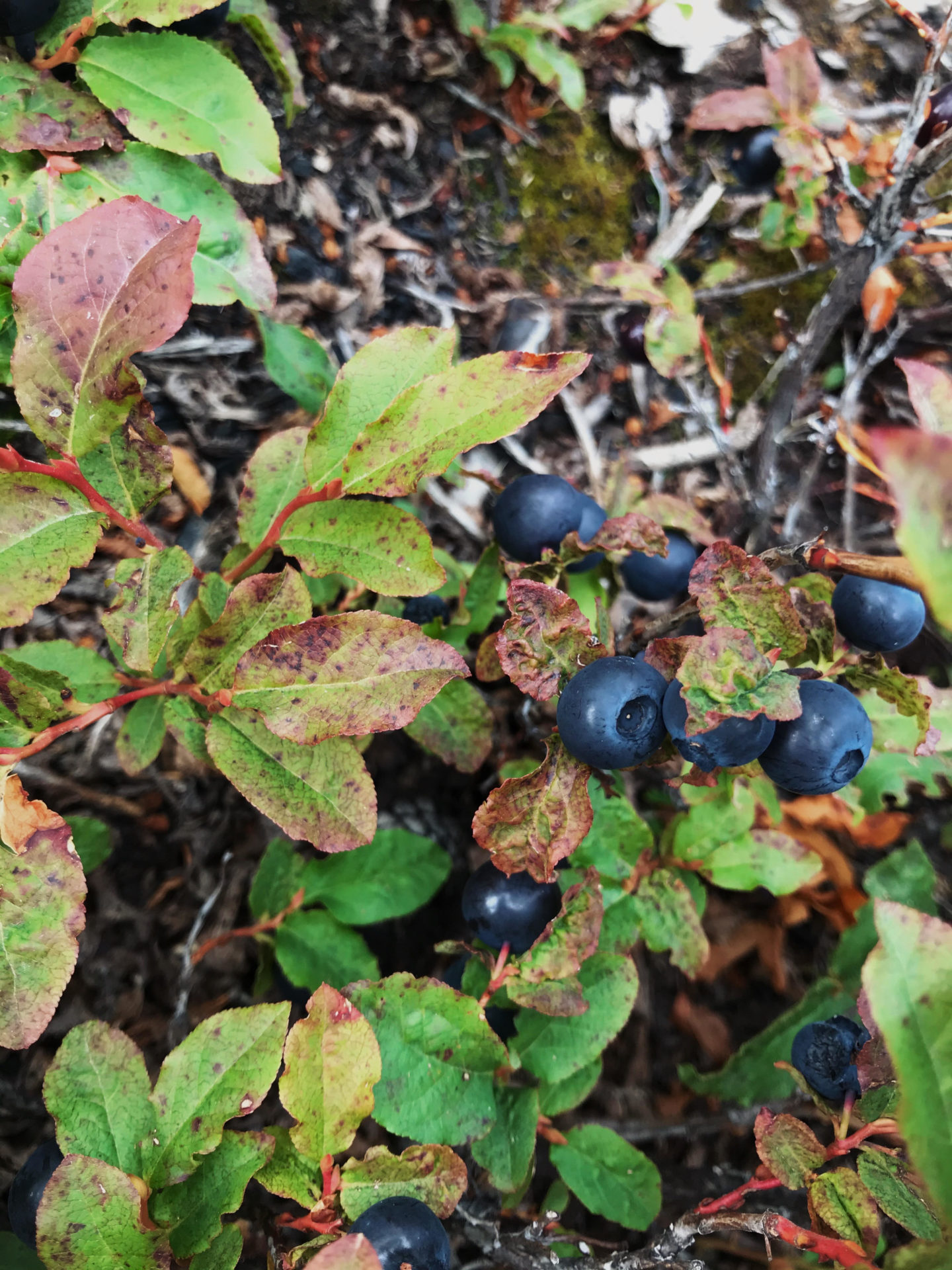 Black Huckleberry. Credit: Raeanne O’Meara.