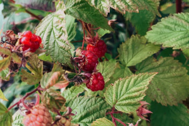 Red Raspberry. Credit: Raeanne O’Meara.