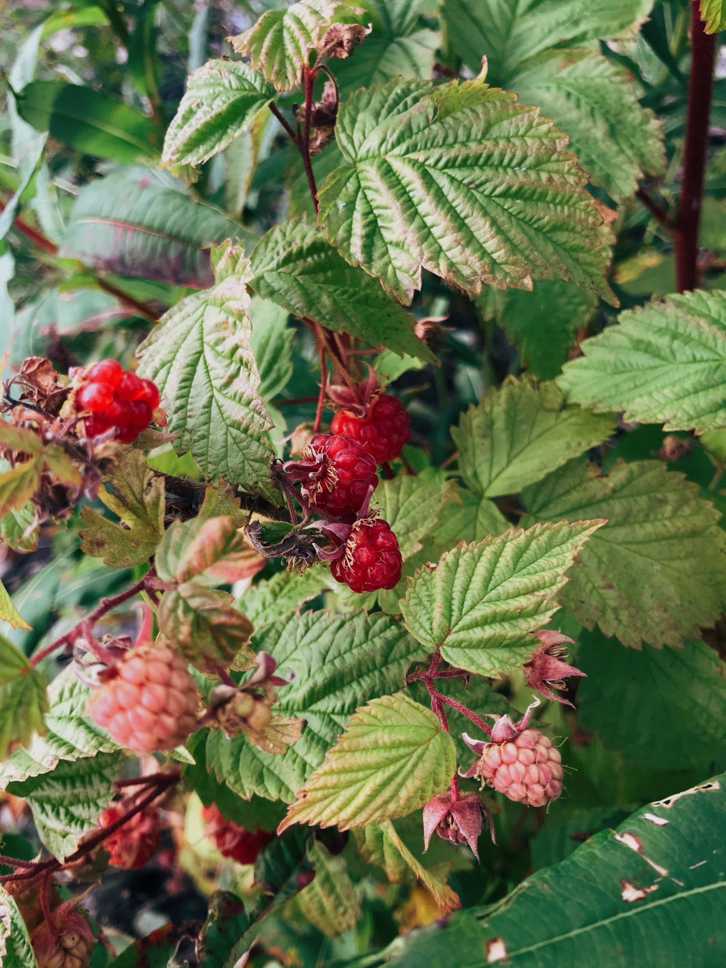 Red Raspberry. Credit: Raeanne O’Meara.