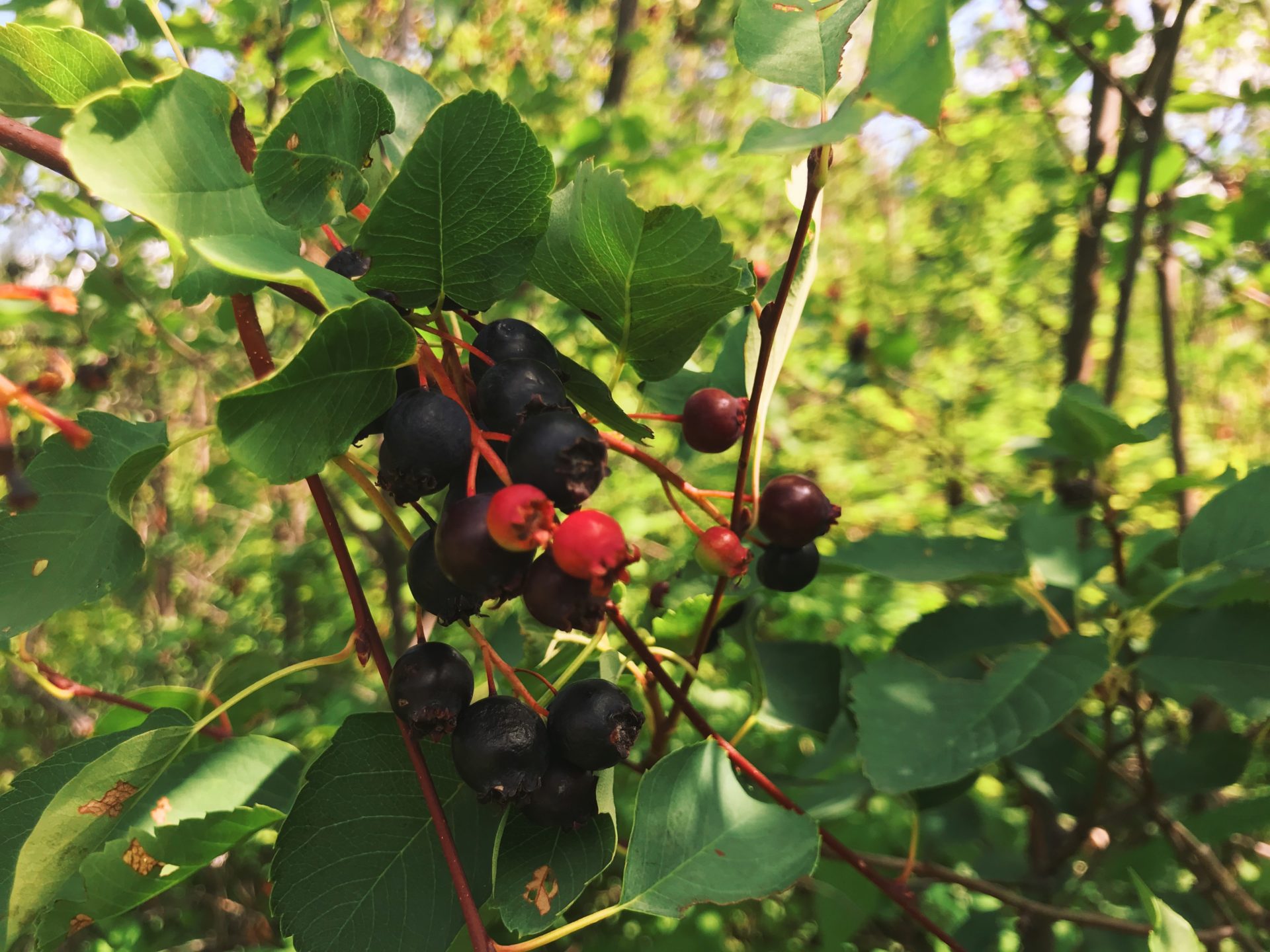 Saskatoons. Credit: Raeanne O’Meara.