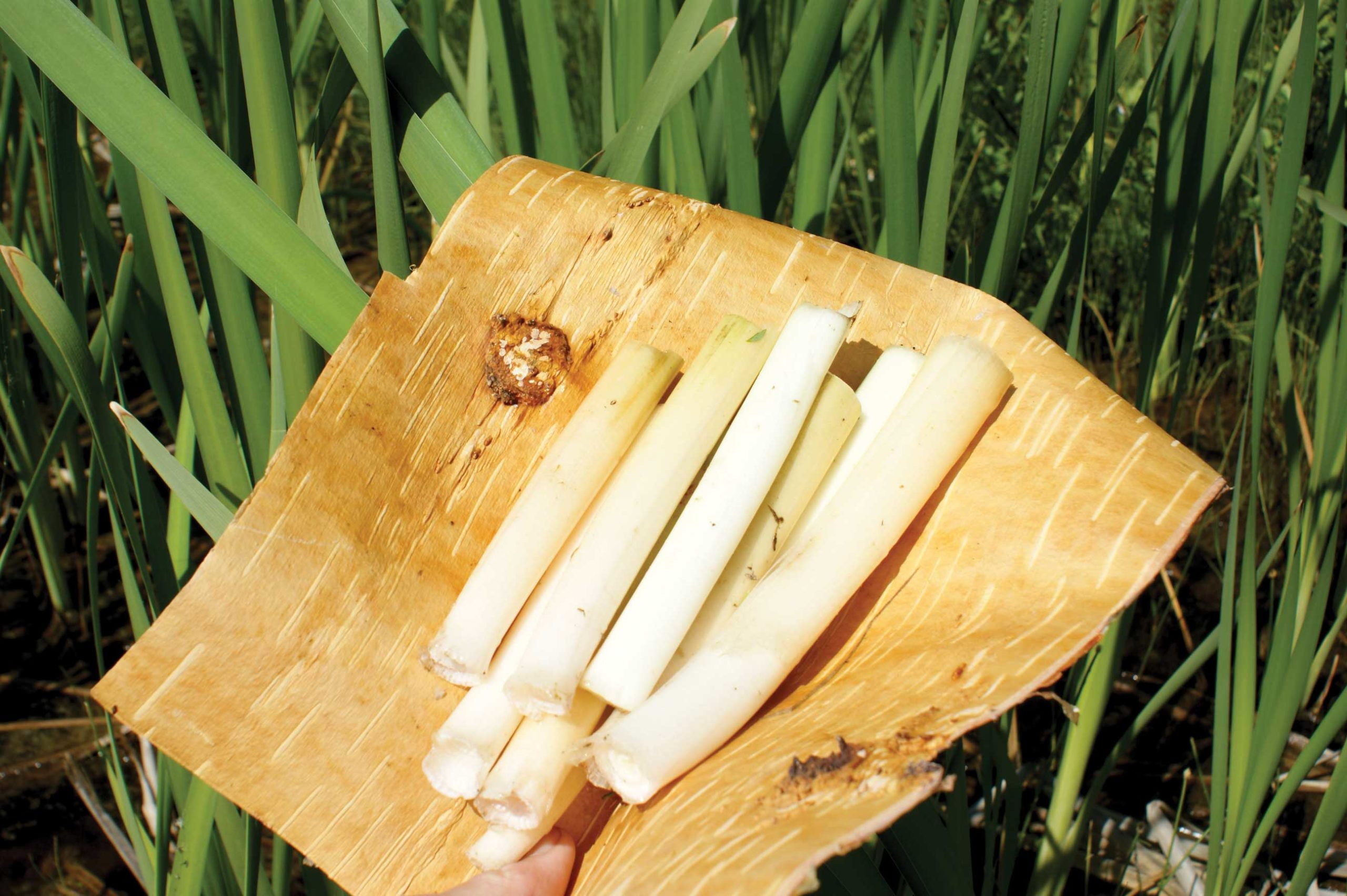 Cattail shoots. In a survival situation, birch bark can be used as a plate.