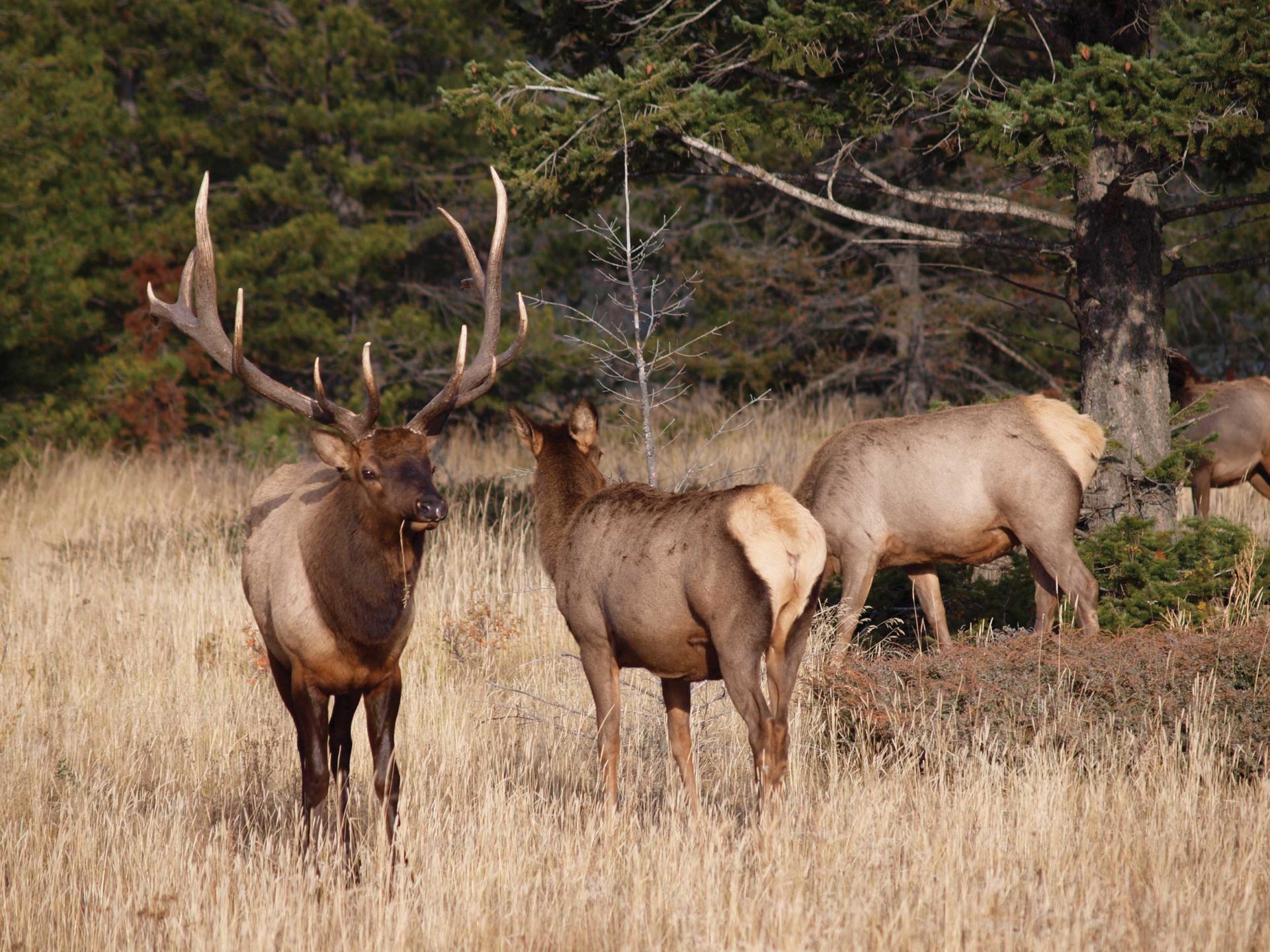 Time spent feeding is the Achille’s heel for elk.