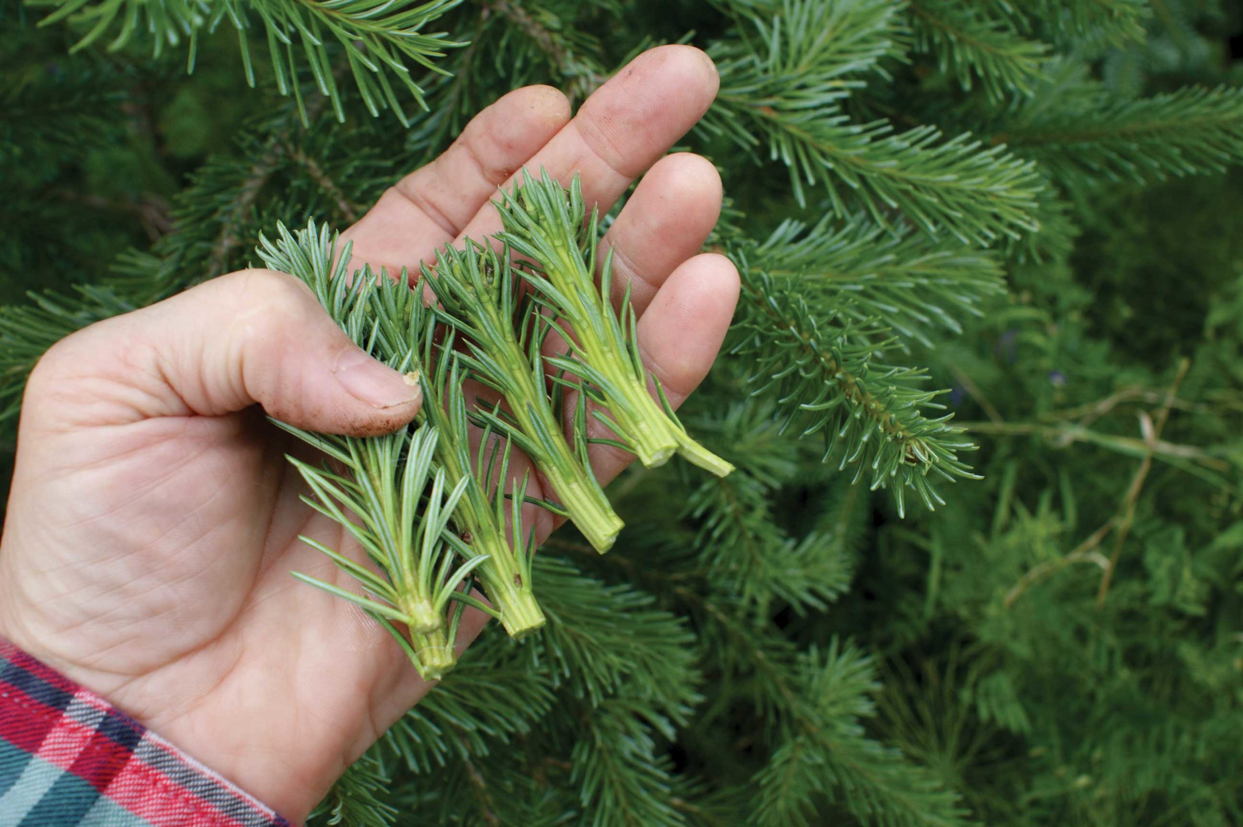 Evergreen tips can make a vitamin-rich tea.