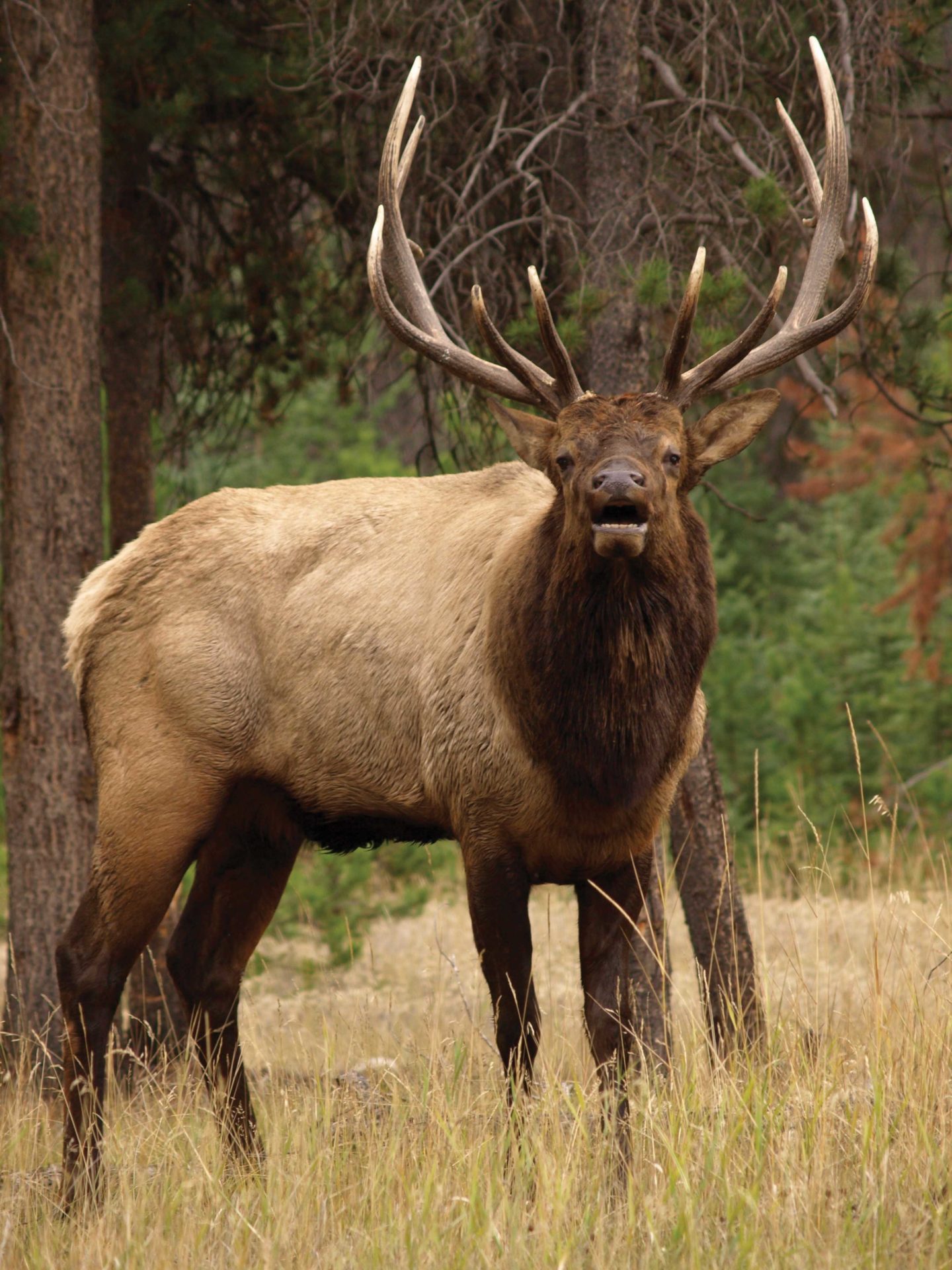 Elk are the most vocal of all big game animals in British Columbia.