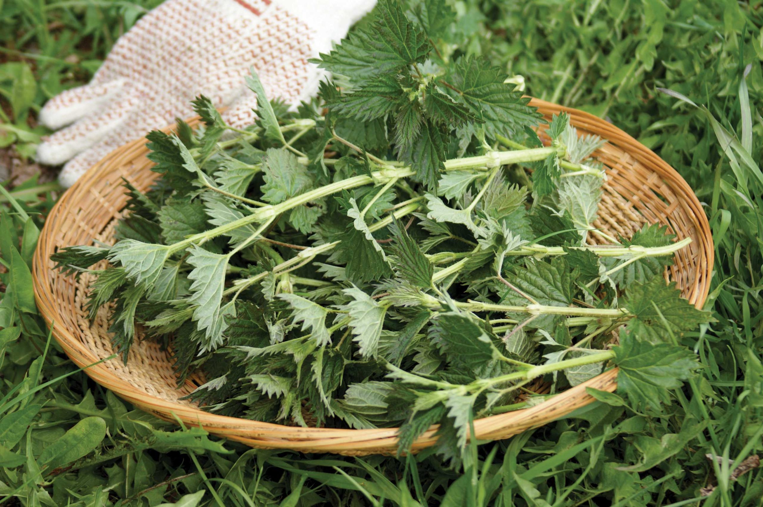 Stinging nettles can be steeped into tea or cooked as a potherb. Use them as a substitute for cooked spinach.