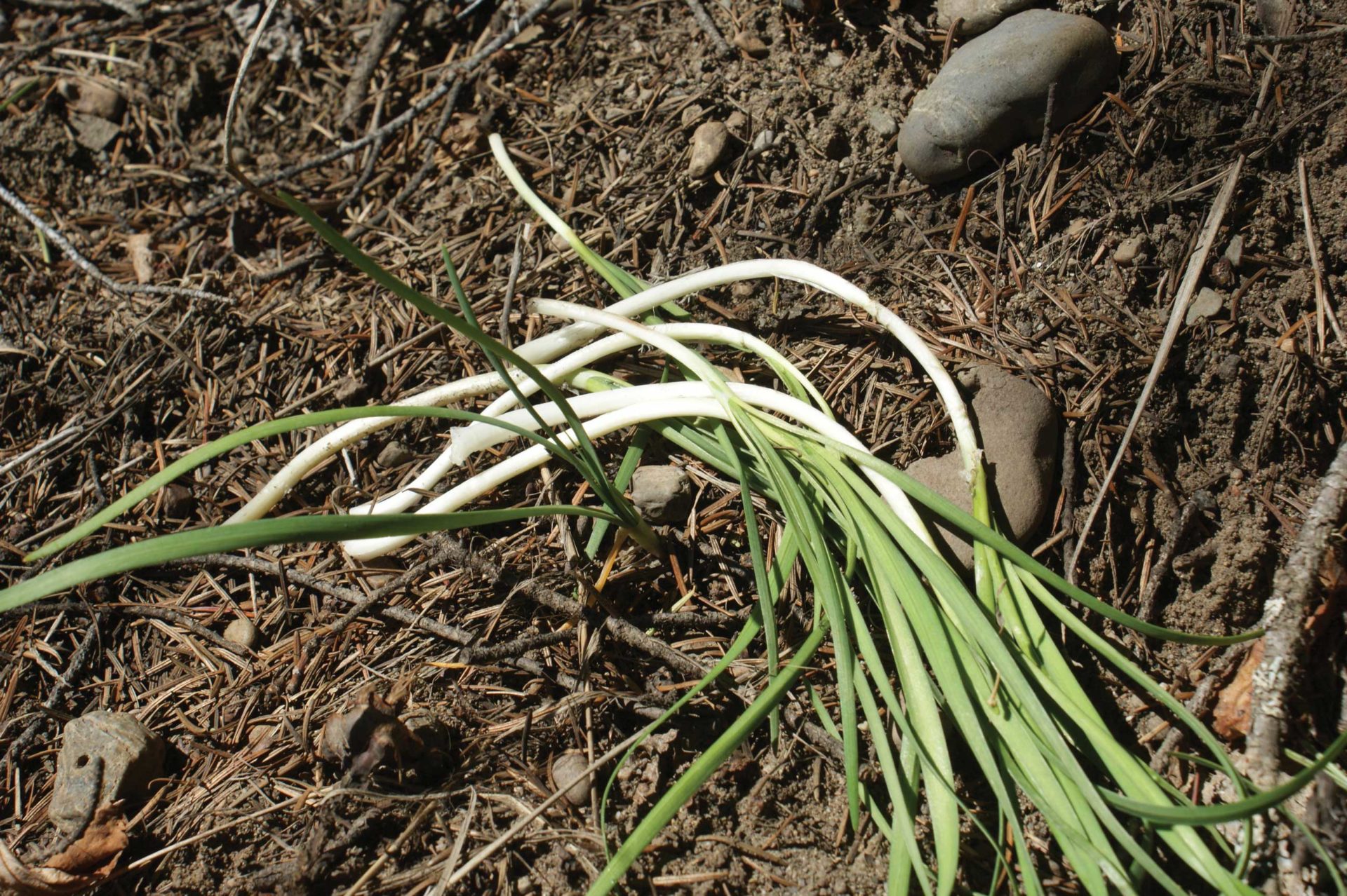 Nodding onions can be used to flavour other wild foods, especially snared meat.