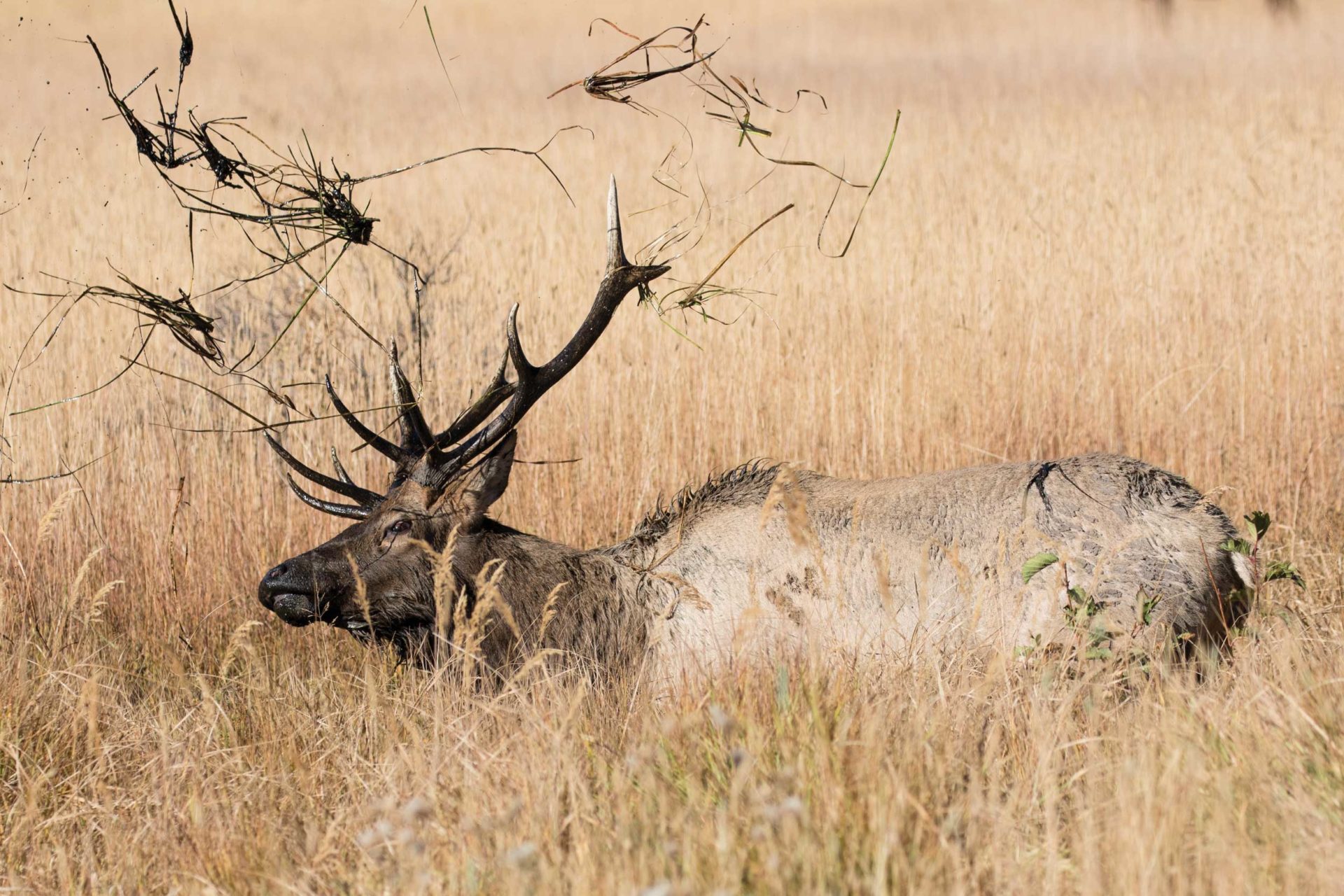 Bulls are attracted to wallows prior to and during the rut, where they’ll often coat themselves with mud and urinate on their hind legs. Photo by Dreamstime/Mikael Males.