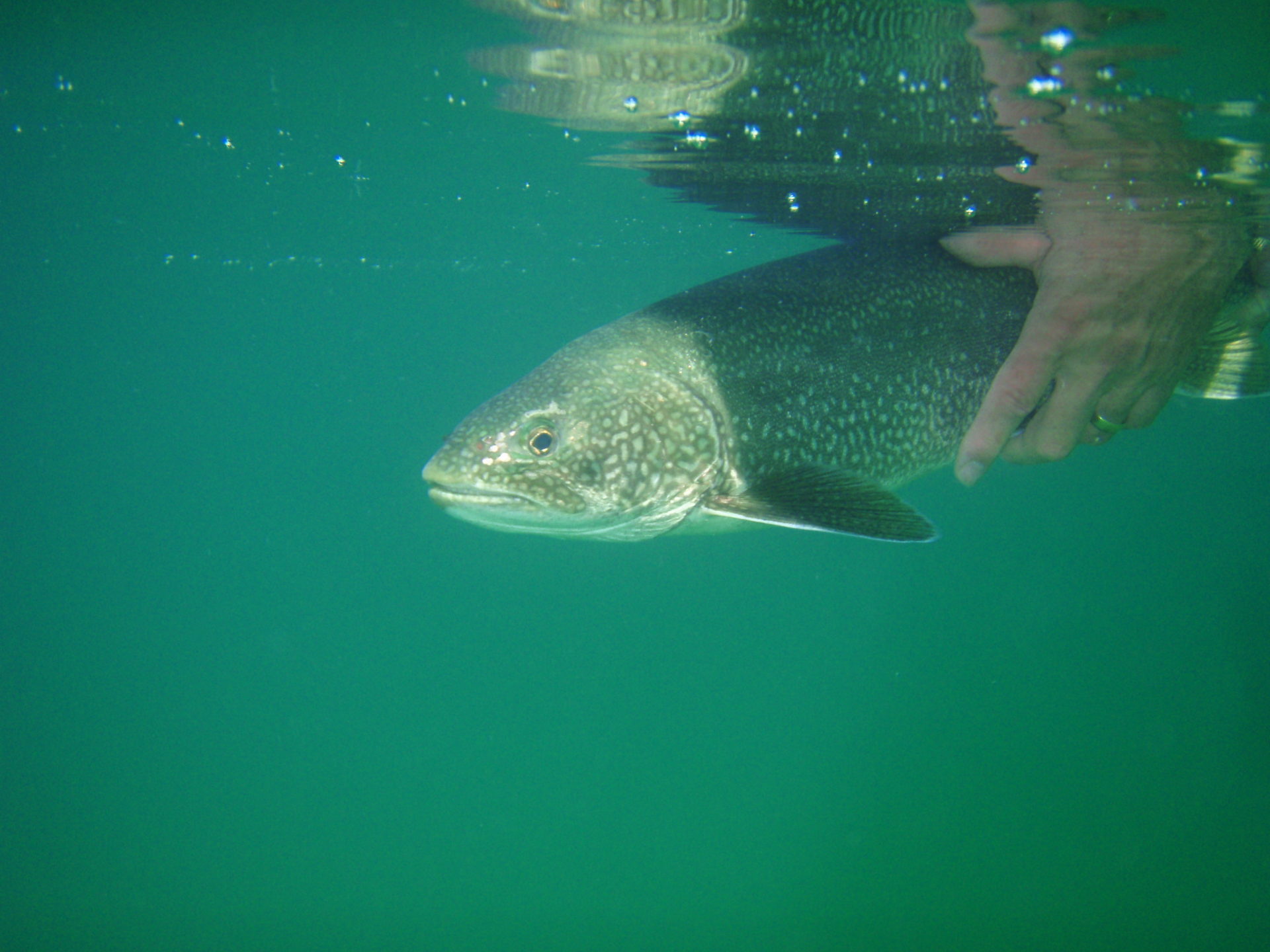 Most management regions in BC have specific lake trout regulations to ensure that the harvest is sustainable. Photo by Dreamstime/David Webb.