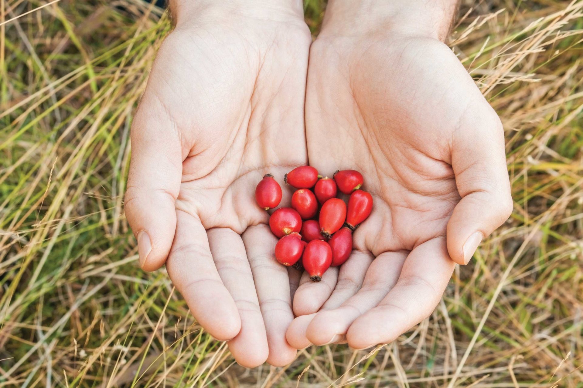 Rose hips. Photo by iStock.