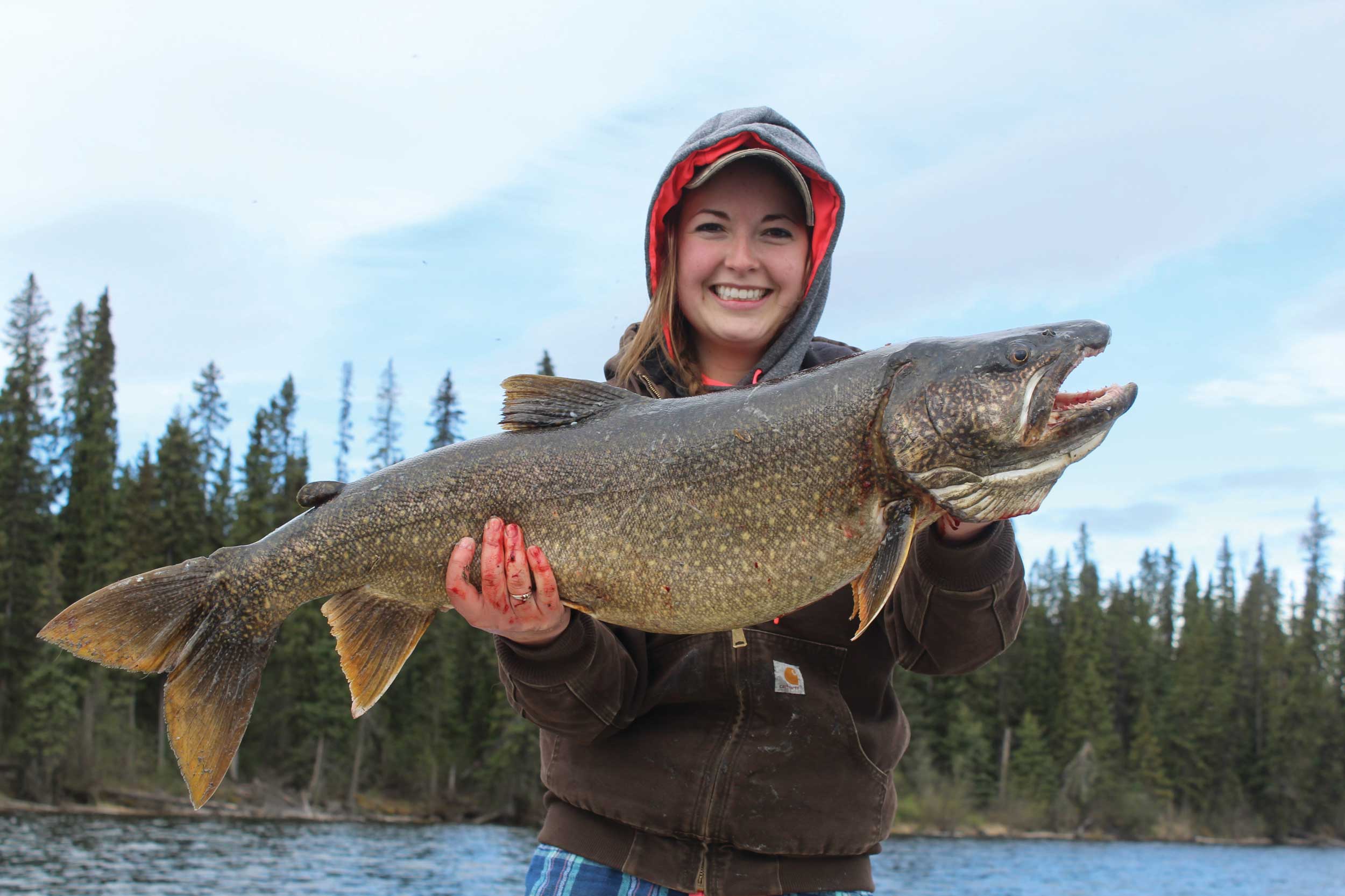 Lake trout prefer clear, cold water and migrate to the deep parts of lakes as the water temperature rises in summer. Photo by Raeanne O'Meara.