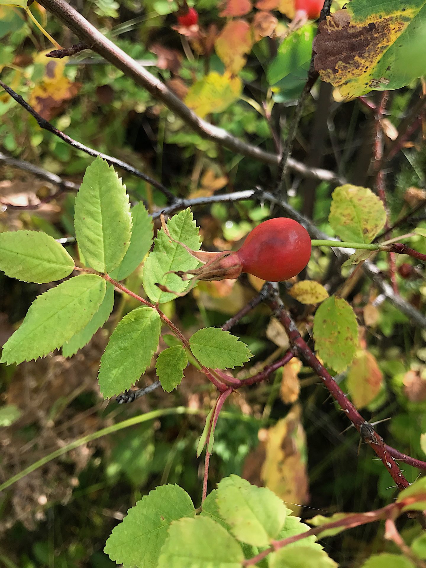 Rose hip. Credit: Raeanne O’Meara.