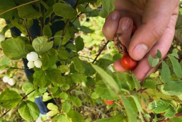 Rose hips. Credit: Raeanne O’Meara.