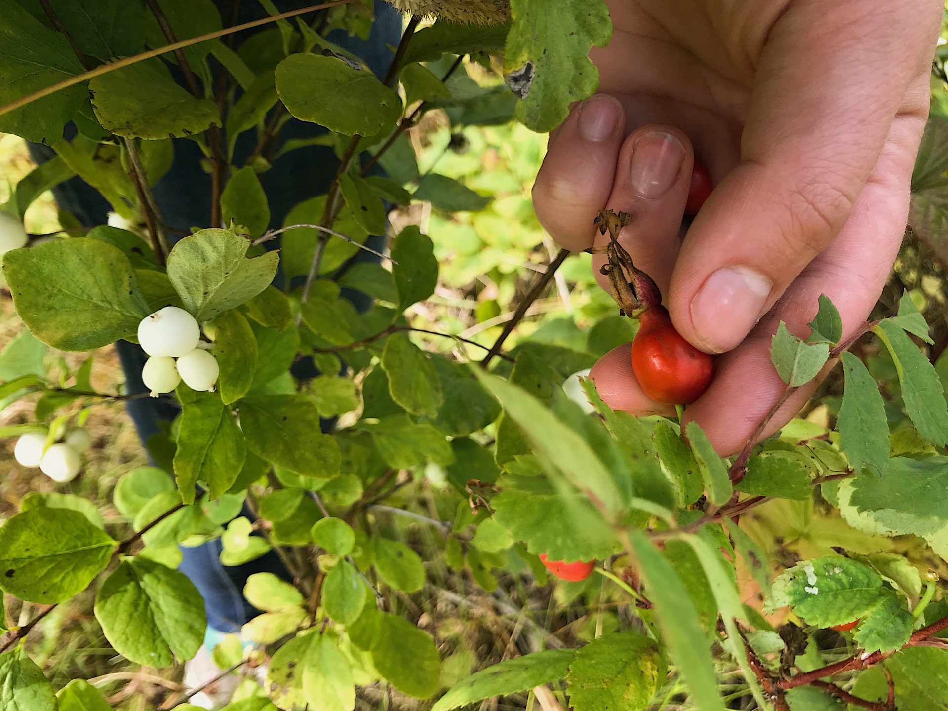 Rose hips. Credit: Raeanne O’Meara.