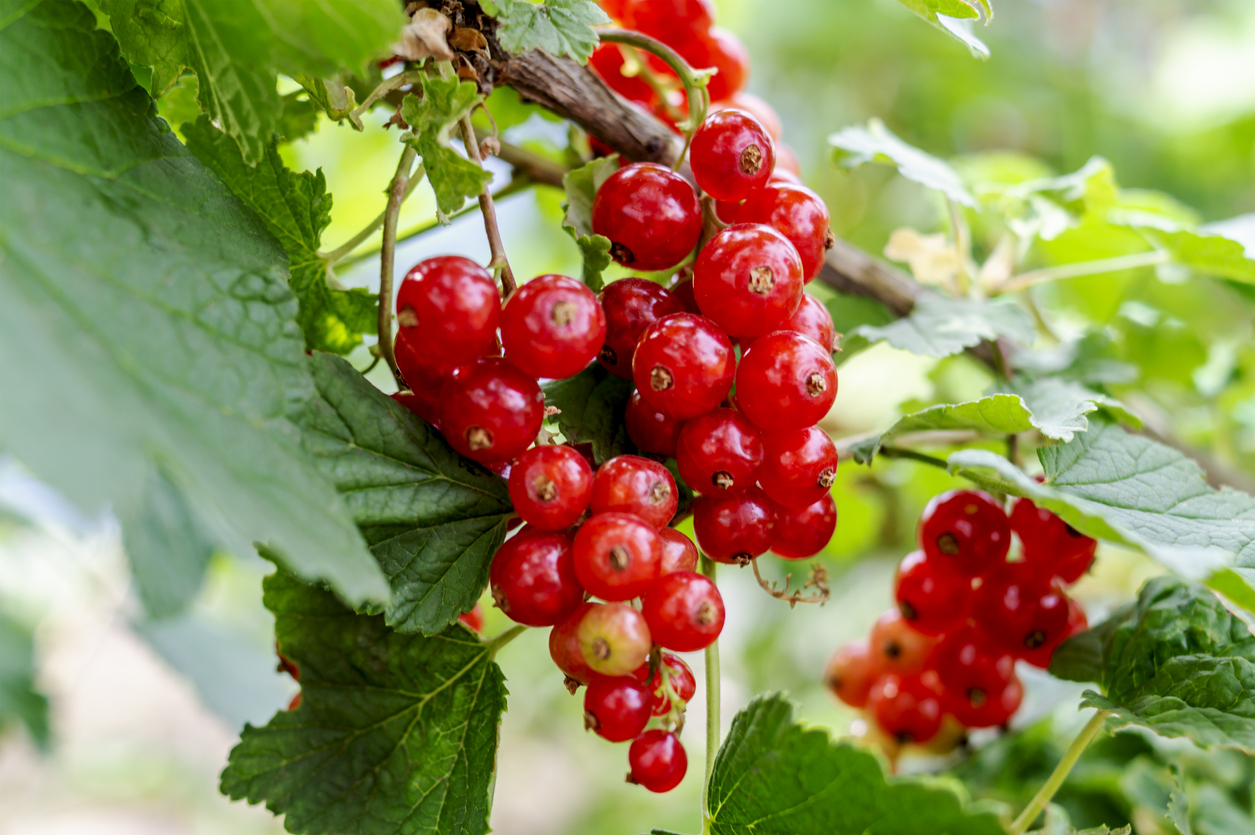 Red currant grows on a bush in garden. Ripe red currant close-up as background. Harvest the ripe berries of red currant. Bunch of red currant on a branch. Nature concept. A place for your inscription.