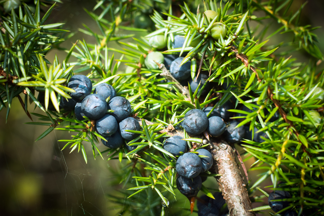 The ripe blue juniper berries are on juniper tree in nature.