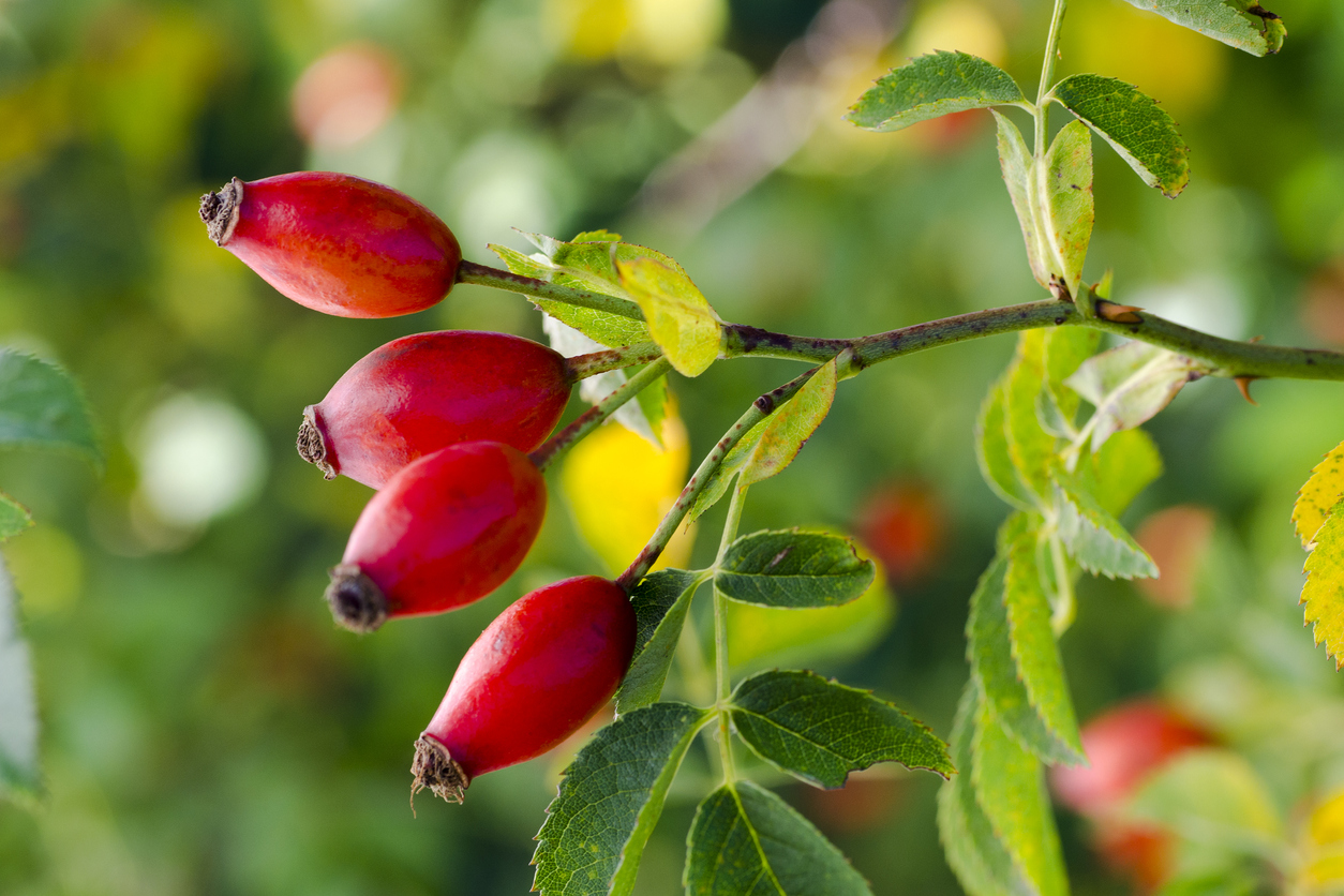 Photo of shrubs of rosehip in the wild on a sunny autumn day