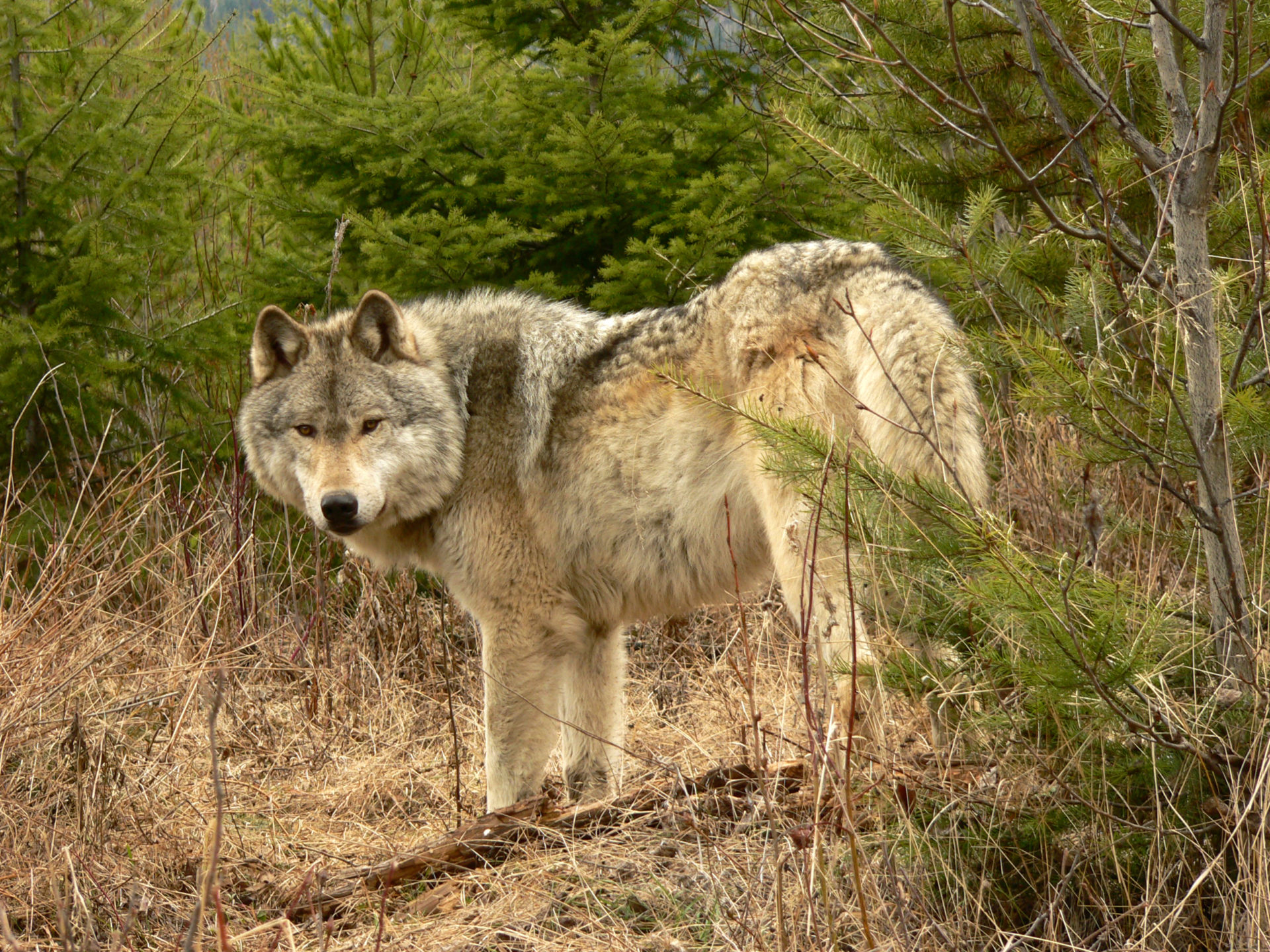 At one time, grey wolves were found in almost all habitats in North America, from dry grasslands to tidewater flats to alpine forests, and from Mexico to the Arctic circle. Photo by Dreamstime/Jason Cheever.