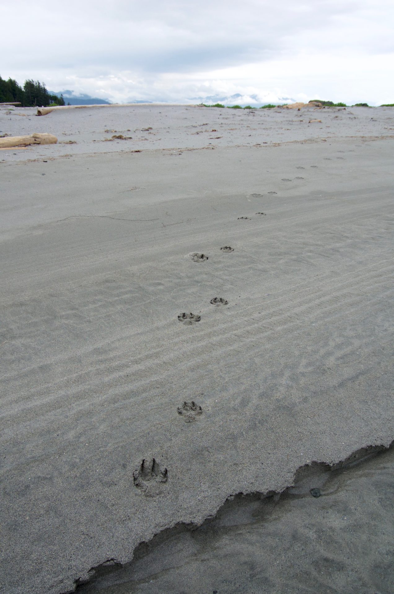 Coastal wolves are a distinct population found only along BC’s coast. Photo by iStock.