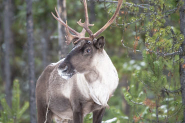 Woodland Caribou. Photo by Nick Trehearne.
