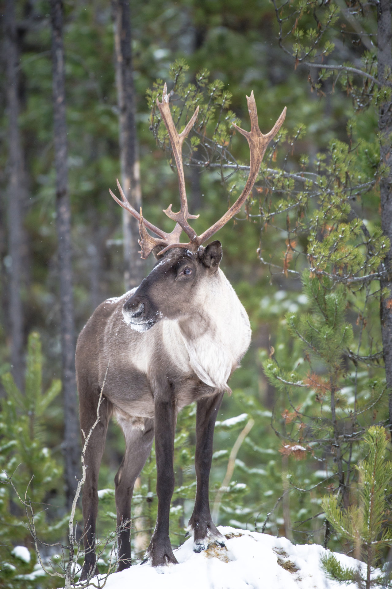 Woodland Caribou. Photo by Nick Trehearne.