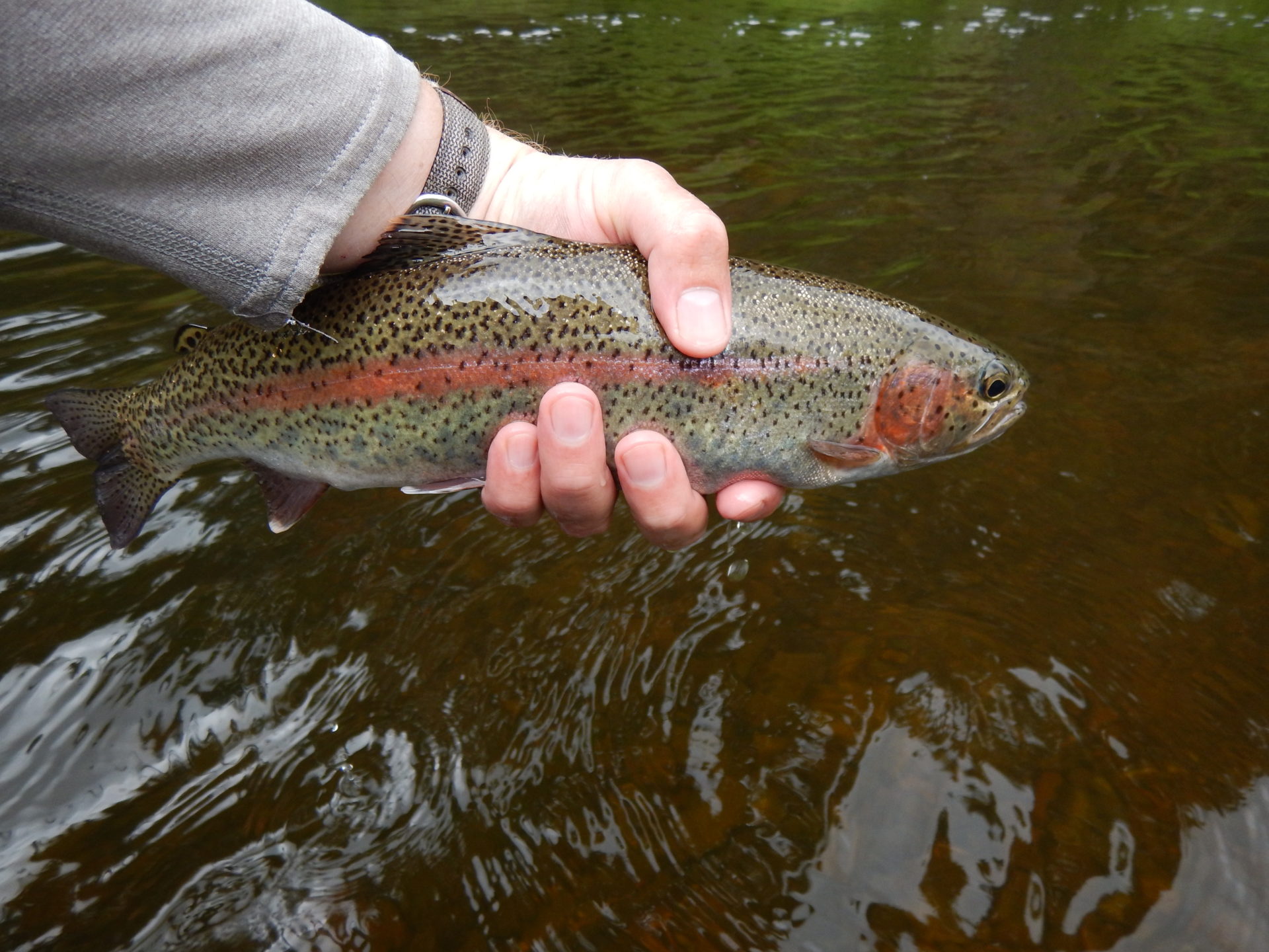 Rainbow trout.