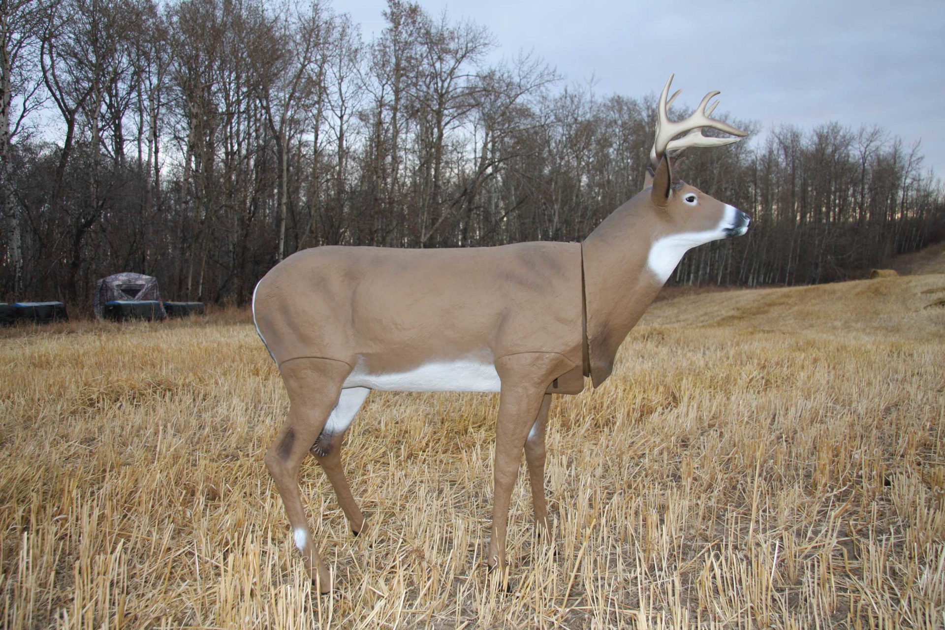 A 3D buck set up along a field edge.