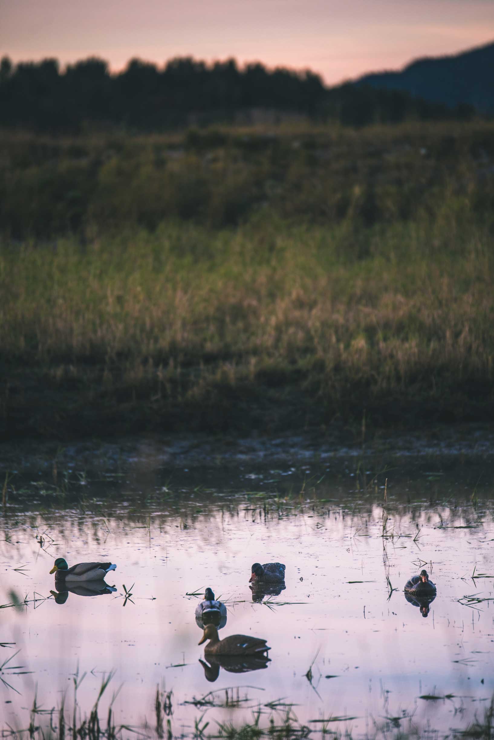 There is no shortage of places to hunt waterfowl in British Columbia. Most lakes, rivers and wetlands will hold ample numbers of birds. Pictured, a few decoys are set up to entice birds passing by. Photo by Curtis Hall.