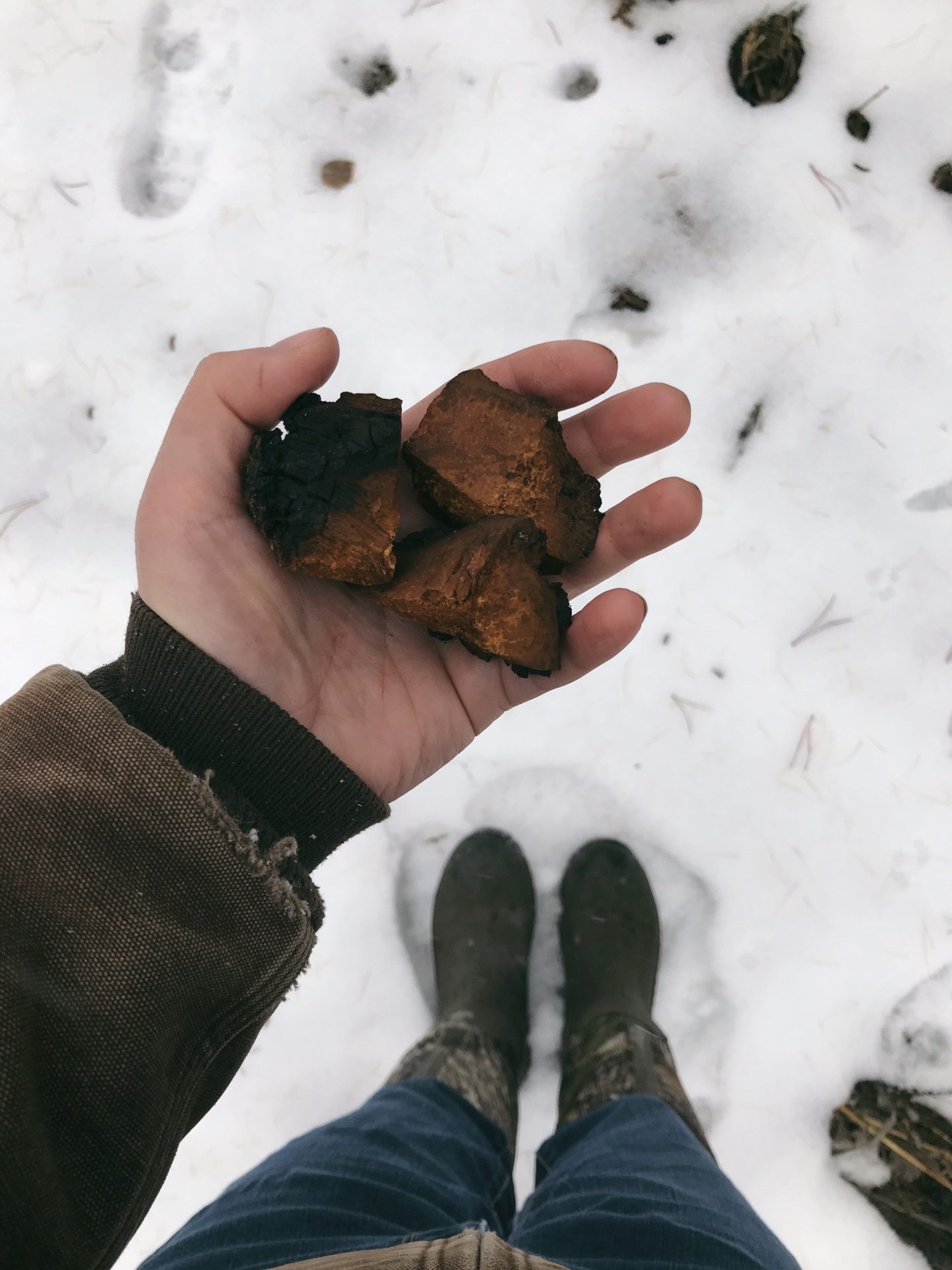 Chaga. Credit: Raeanne O’Meara.