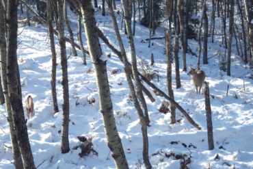Deer approaching decoy. Photo by Gord Nuttall.