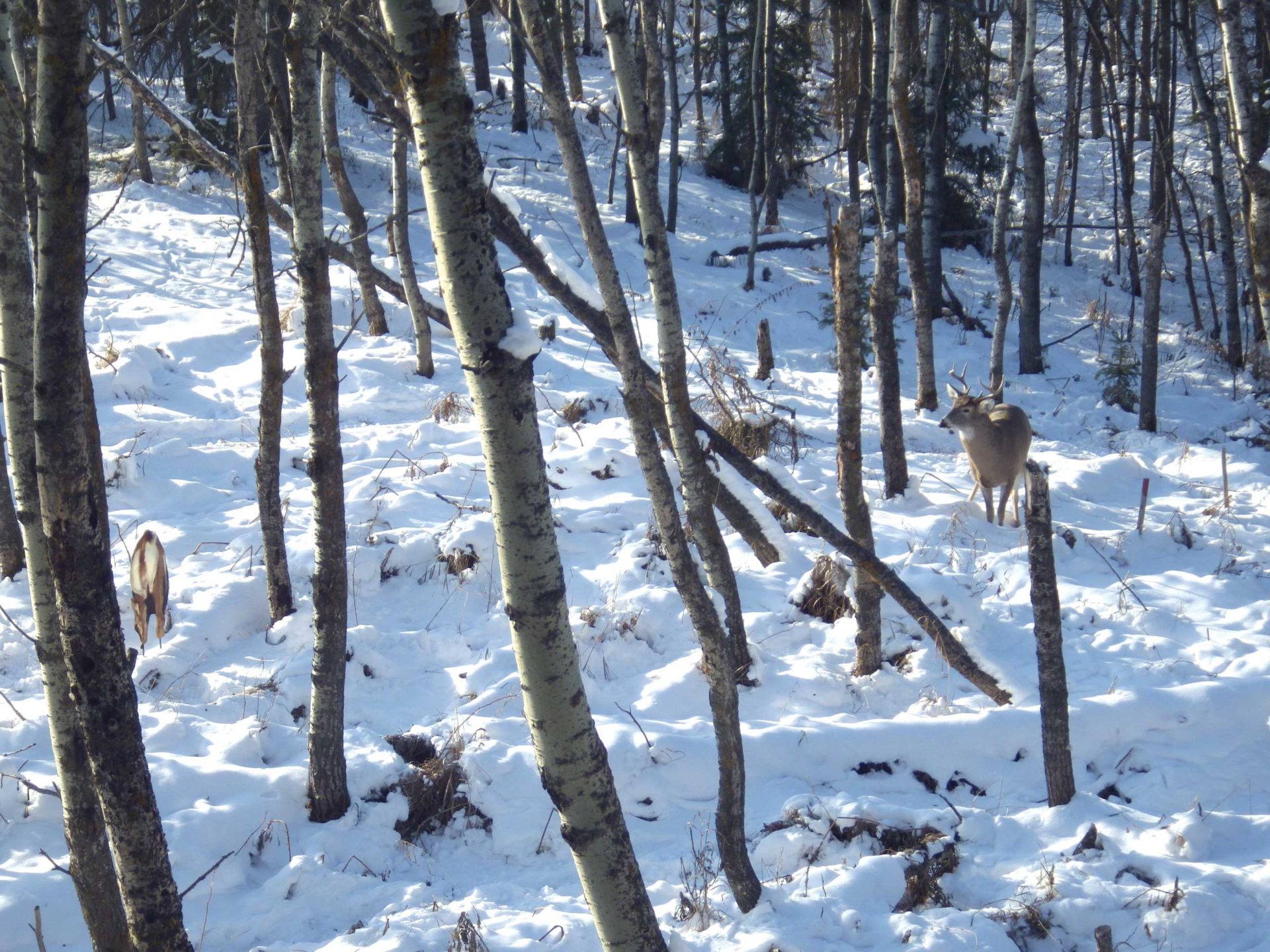 Deer approaching decoy. Photo by Gord Nuttall.