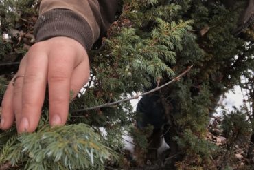 Juniper. Credit: Raeanne O’Meara.