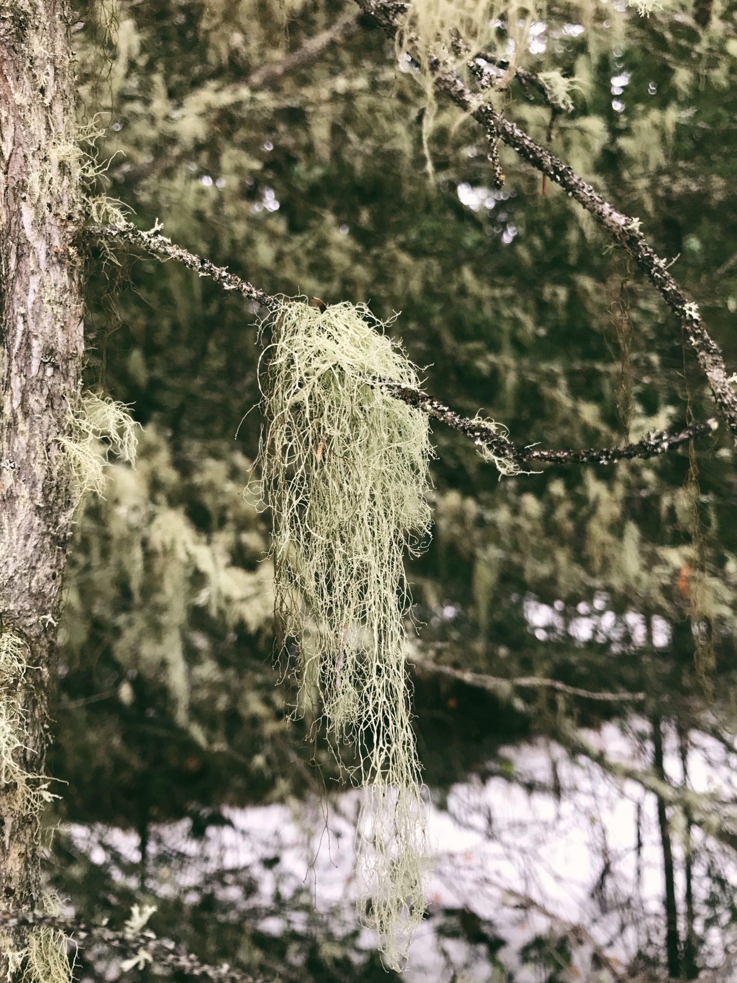 Usnea. Credit: Raeanne O’Meara.