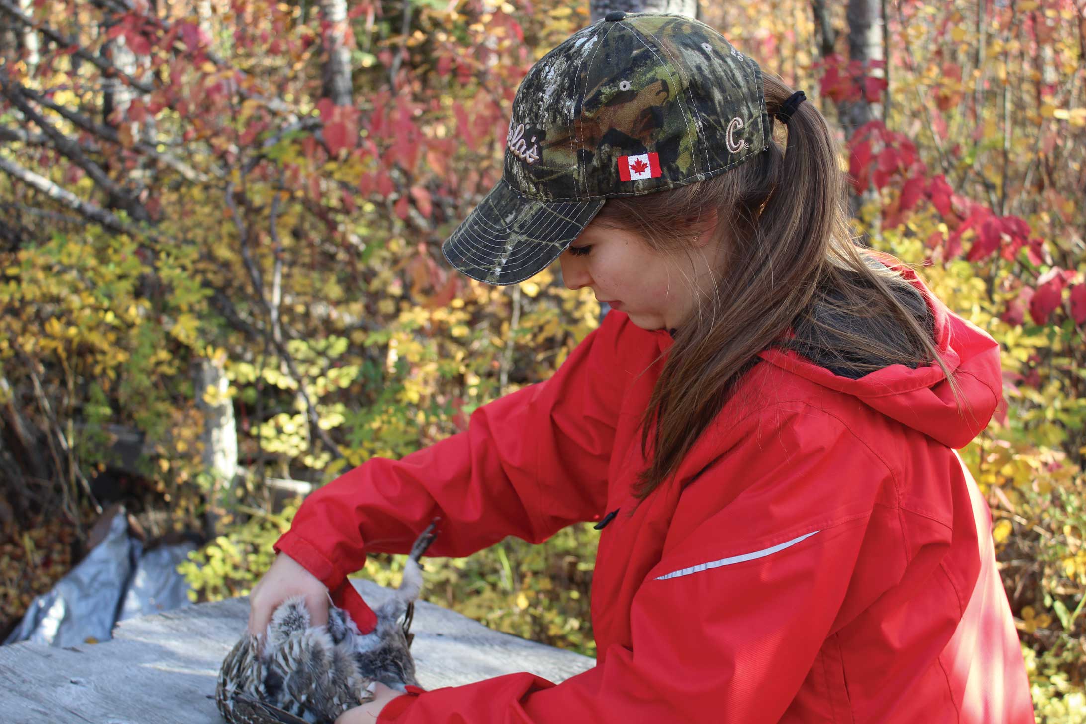 Cleaning grouse required a lot of plucking before learning the secret trick to clean them in under 60 seconds. Photo by Lisa O’Meara.