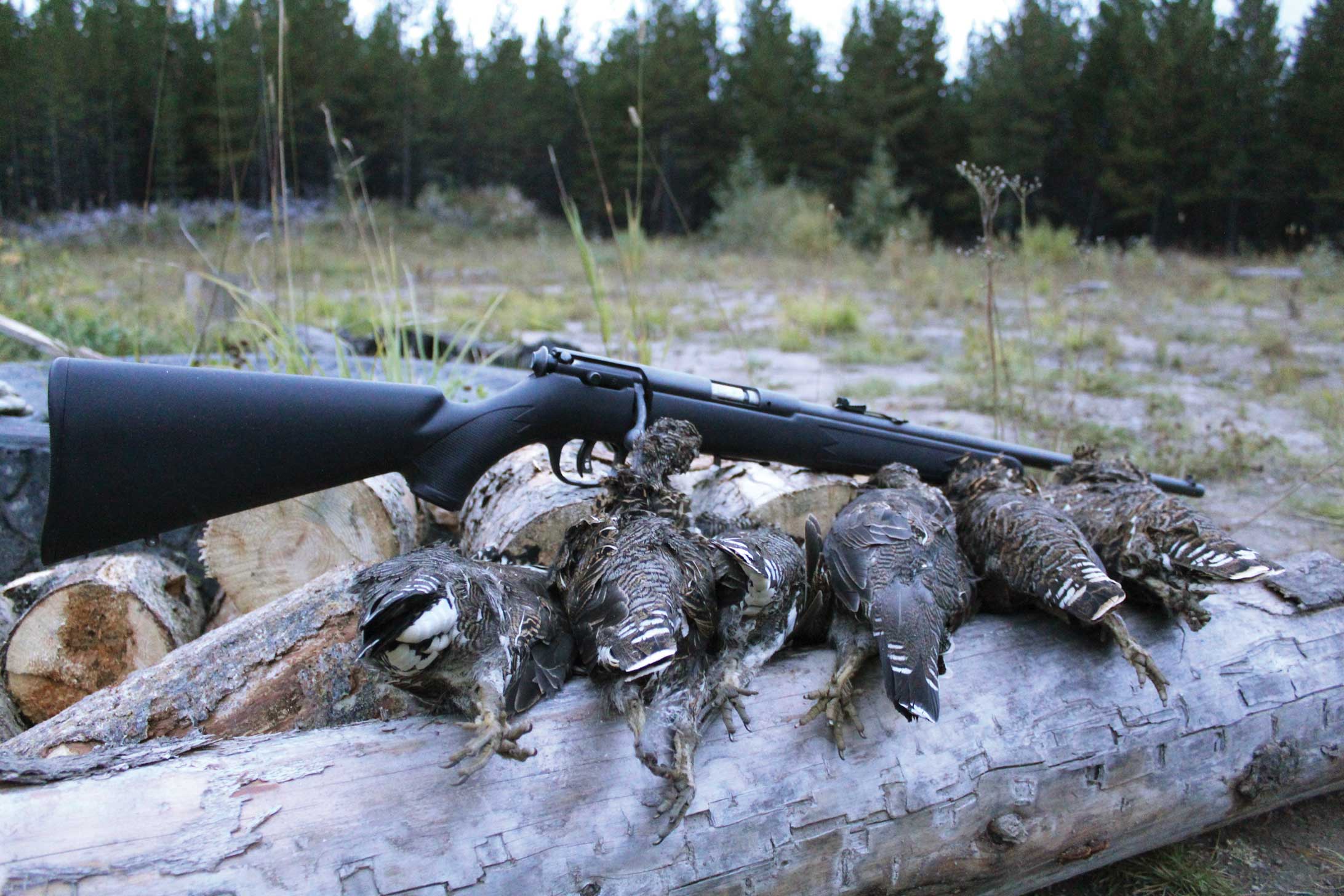 My go-to grouse-hunting gun with some spruce grouse.