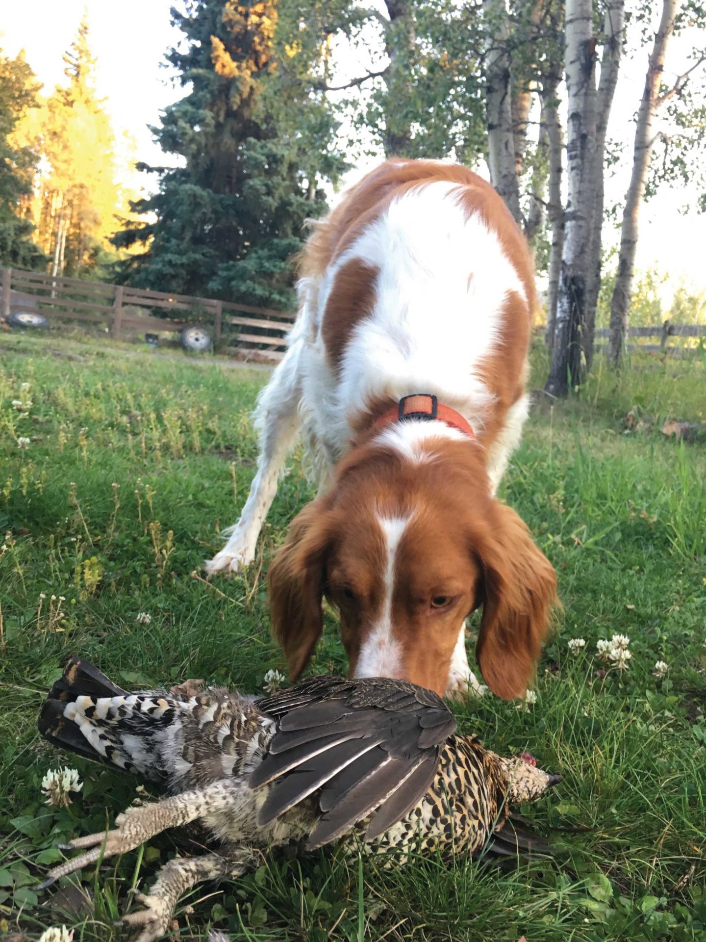 Brittanys are intelligent, well-rounded bird dogs.